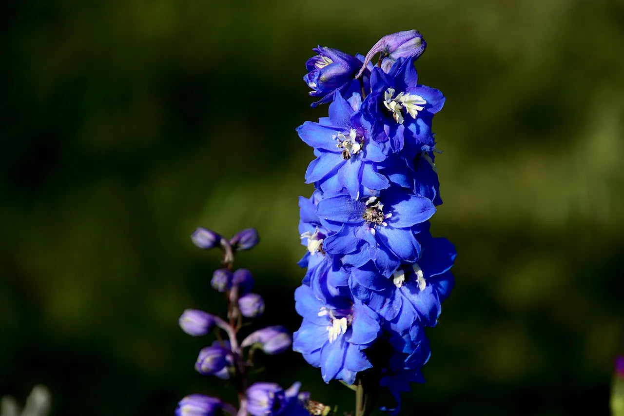 Delphinium (Delphinium spp.)