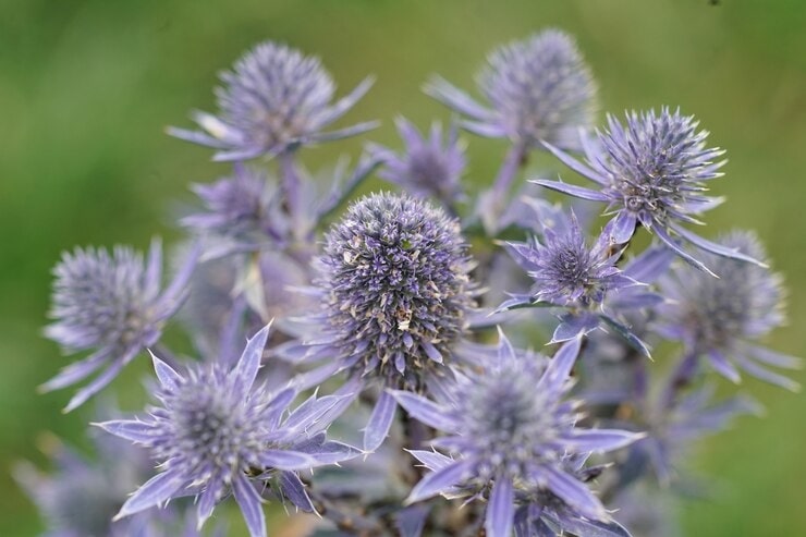 Eryngium Characteristics