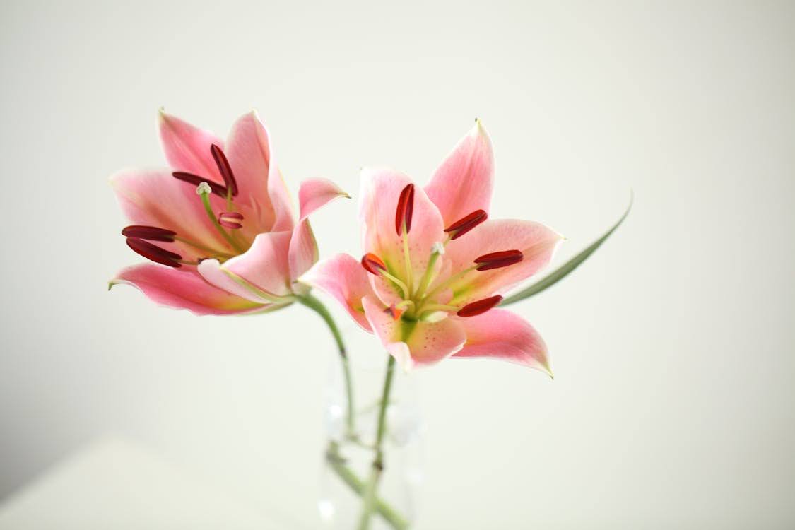 Lilies: For the Wise, Reflective Dad