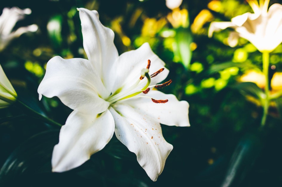 Lilies For Funeral Flowers
