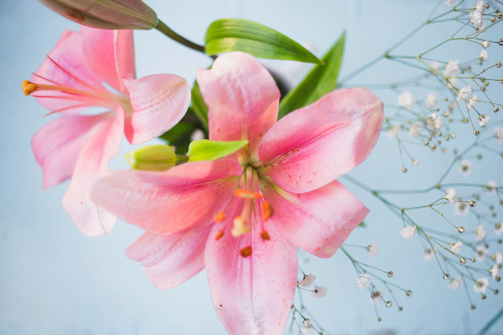 Remove Excess Leaves