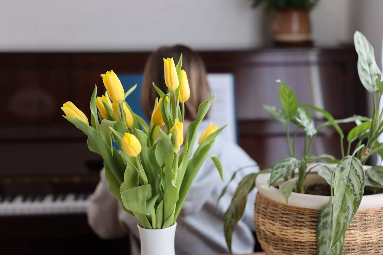 Choosing The Right Tulip Varieties For Indoor Growing