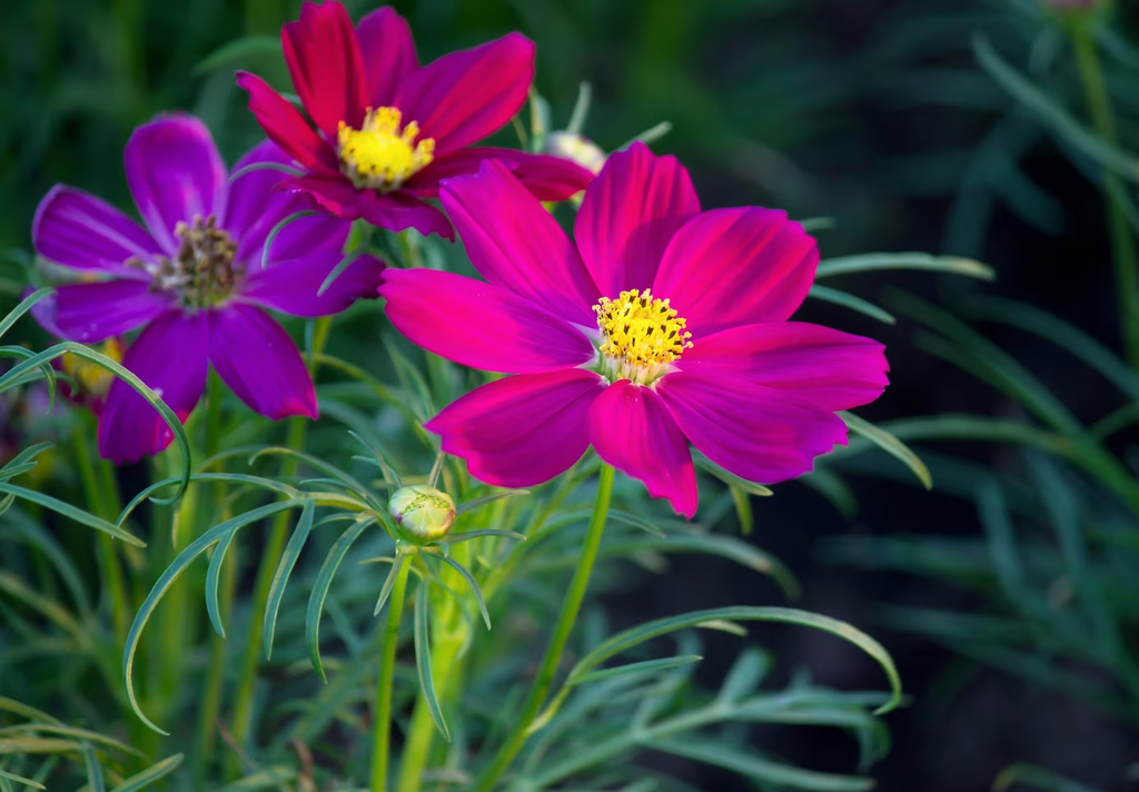 Discover 21 Fragrant Flowers That Bloom at Night