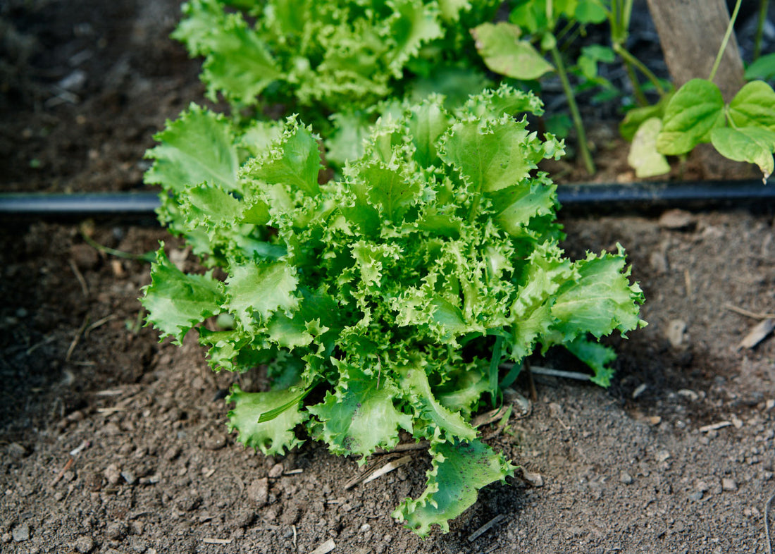 Organic Rocket Salad/Roquette Arugula Seed - 1g