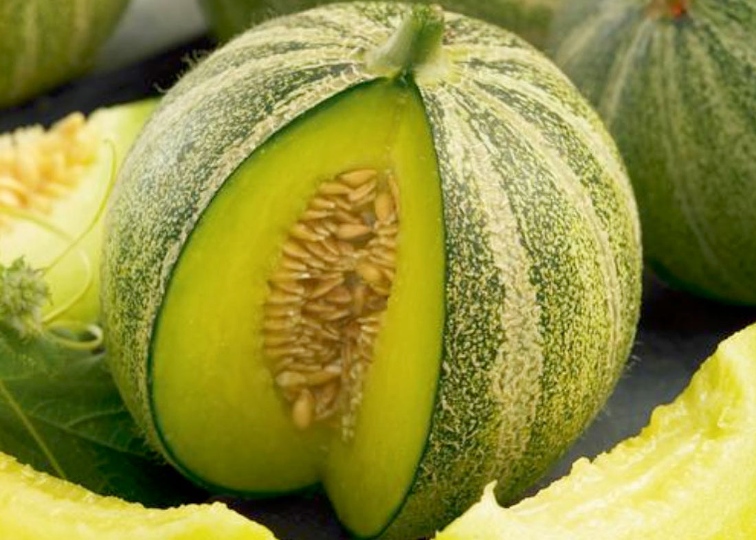 Tam Dew Honeydew Melon – Mary's Heirloom Seeds
