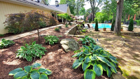 Poolside hosta landscape