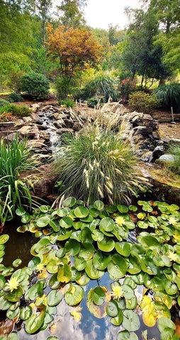 Backyard water feature 