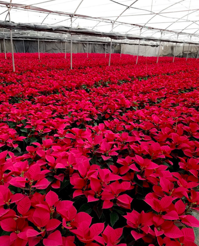 Why Poinsettia Synonymous with Christmas