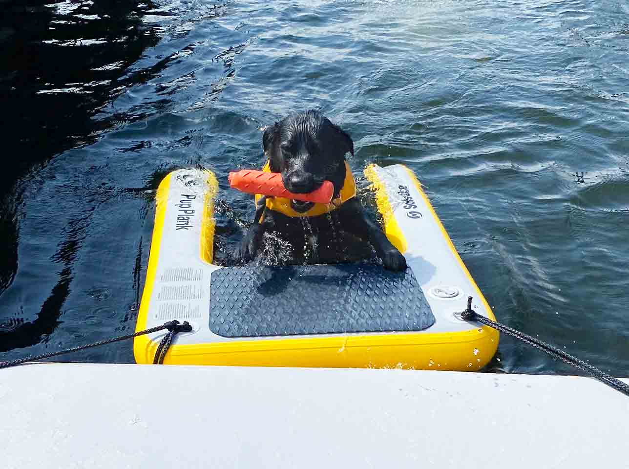 Solstice Watersports Inflatable Pup Planks - Dog Ramps for Boats, Docks &  Pools