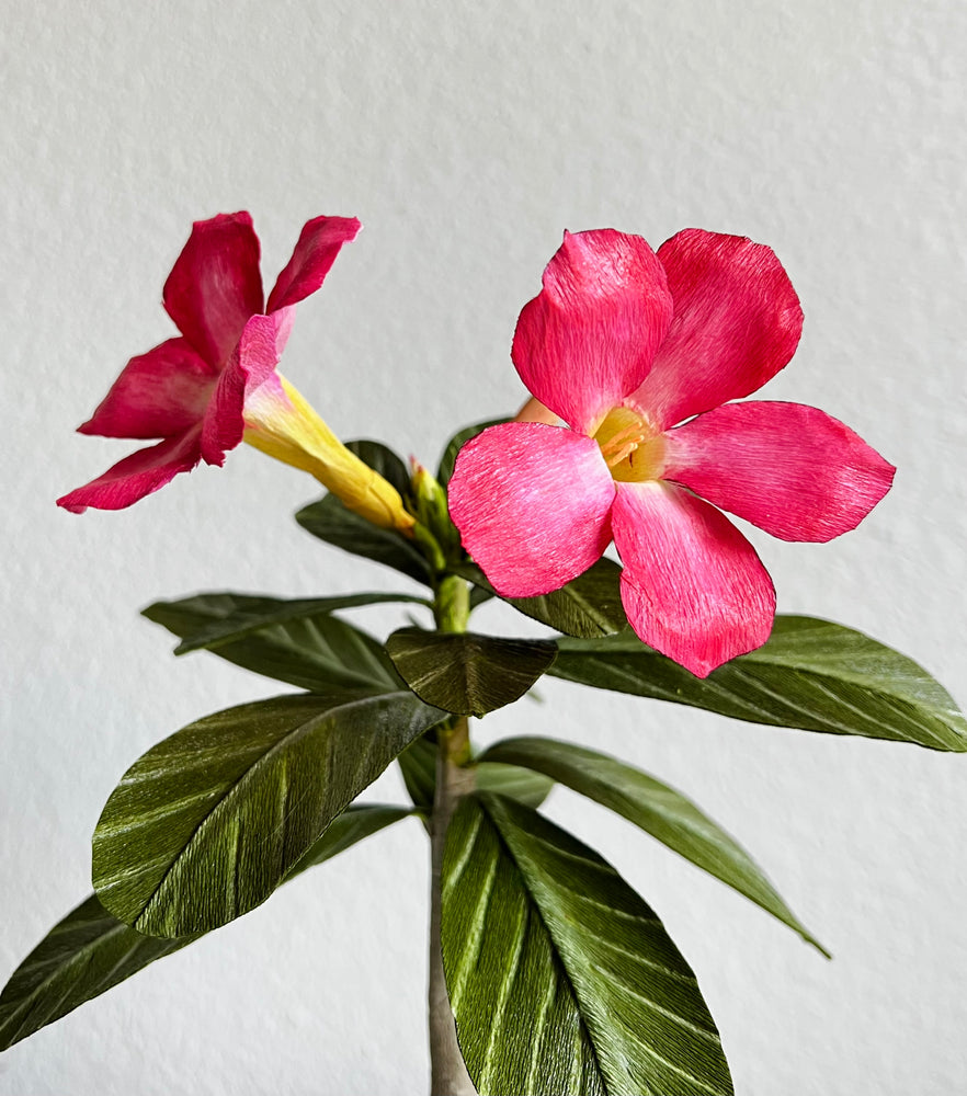 
            
                Load image into Gallery viewer, Desert Rose &amp;quot;Adenium obesum&amp;quot; floral houseplant.
            
        