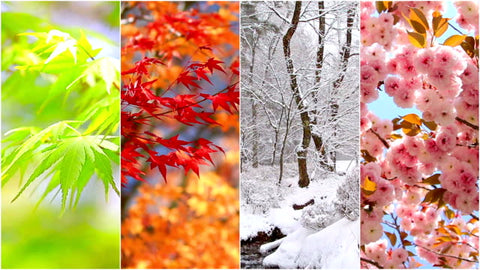 Images representing the seasons from left to right spring, autumn, winter and summer