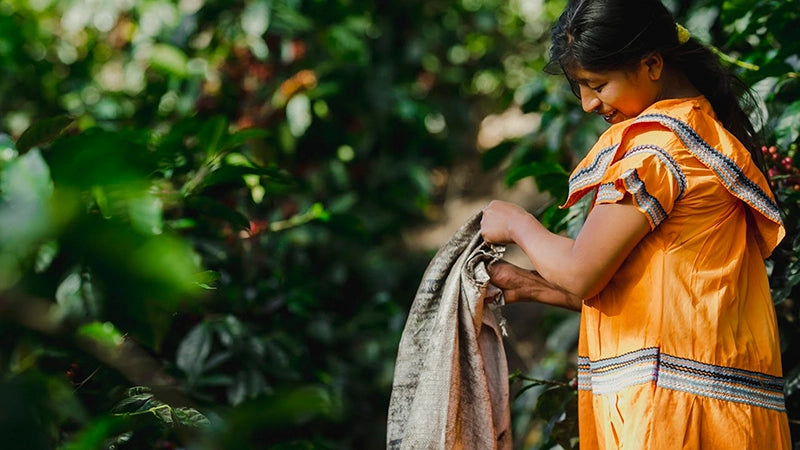 Farmer working at Bambito Estate coffee farm