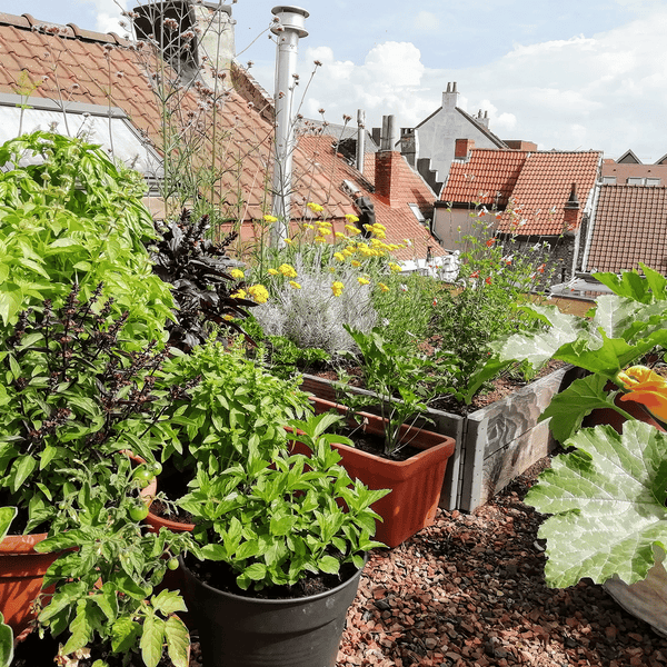 het internet Mentor Elektrisch Hoe kweek je groenten in pot? Inleiding tot succesvol stadstuinieren –  Kwekerij KWEEK