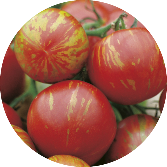 zaden tomaat tigerella