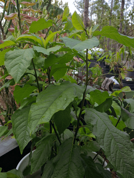 Fedex Delivery Days >> Anamu (Petiveria Allacea) – Santo Products Fedex Delivery Days >> Anamu (Petiveria Allacea) – Santo Products