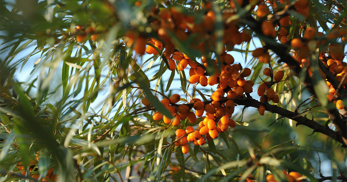 Sea Buckthorn Fruit