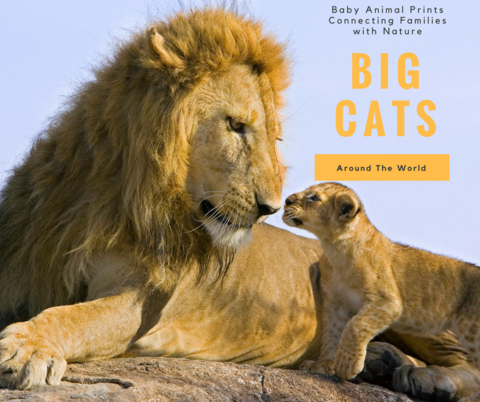 Big Cats From Around the World - Baby Animal Prints by Suzi
