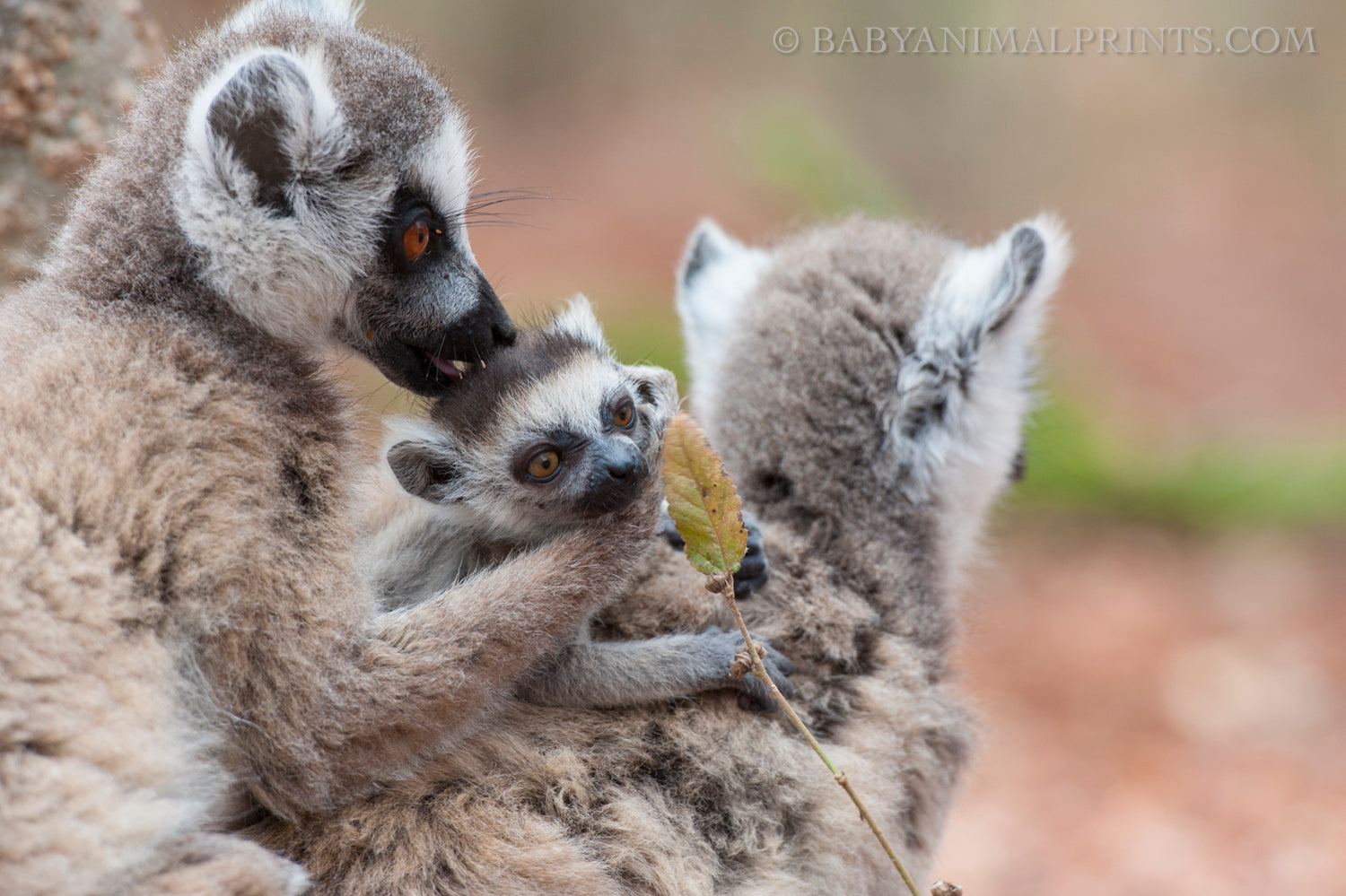 ring tailed lemur baby sale