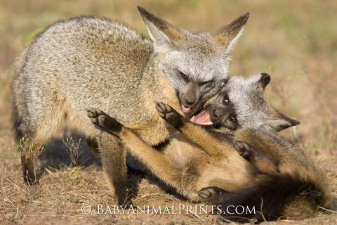 Bat Eared Fox Kits playing