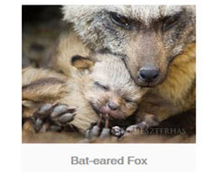 Bat-eared Fox