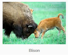 Bison