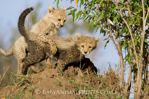 Baby Cheetahs playing