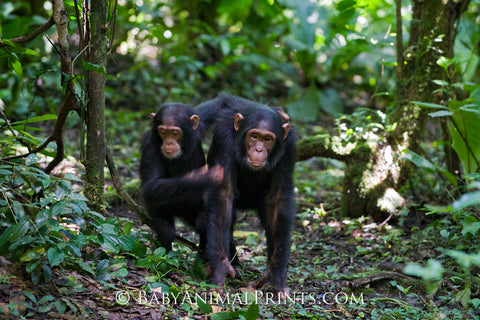 Young chimpanzees playing