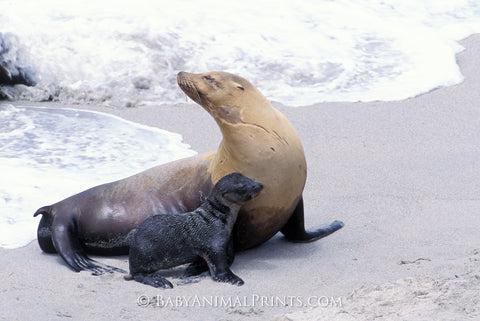 Sea lion and pup