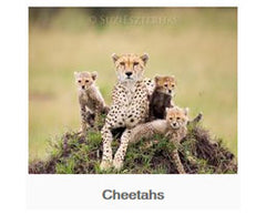 Cheetahs