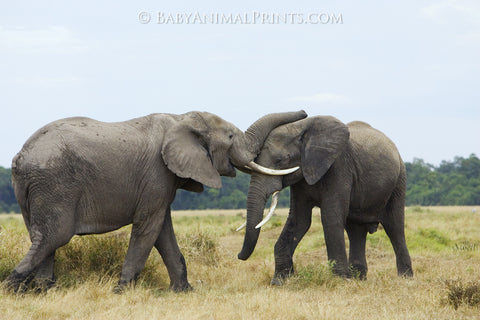 Elephants using their tusks for defense 