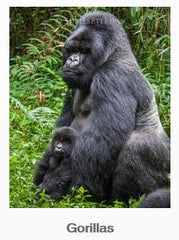 Gorillas