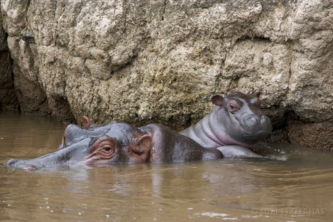 Hippo mother and calf