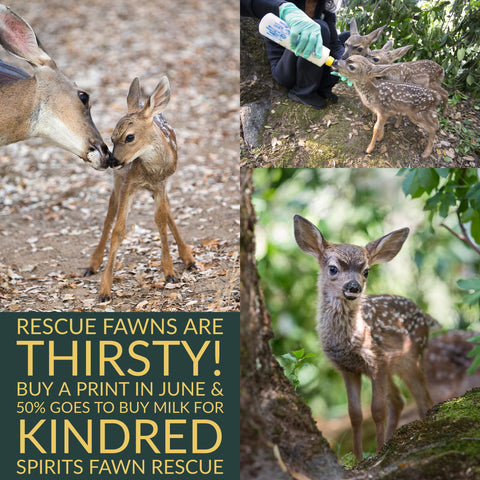 Print Promo - 50% of fawn print sales in June go to Kindred Spirits Fawn Rescue