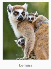 Lemurs