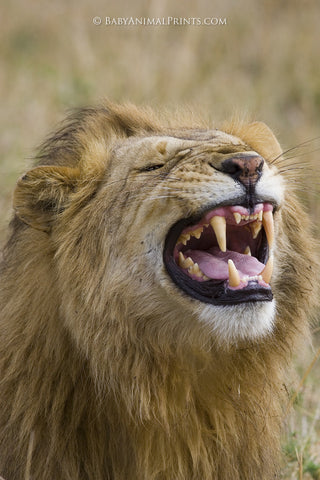 teeth sharp animal camouflage lion defenses tusks canine