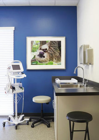 Pediatric Office Art - Sloth Photo