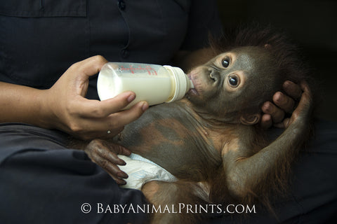 Baby Orangutan being bottle fed at a rescue organization