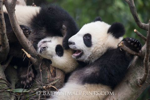 Playing Pandas in a tree