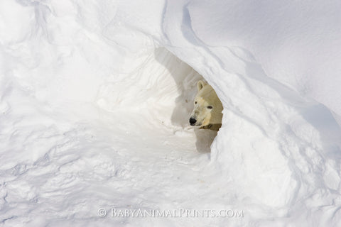 Polar Bear in Ice Den