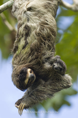 Mom and baby sloth with camouflaged coat, intertwined with algae