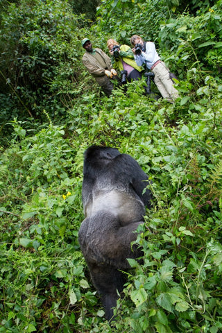 Suzi Eszterhas photographs gorilla in wild