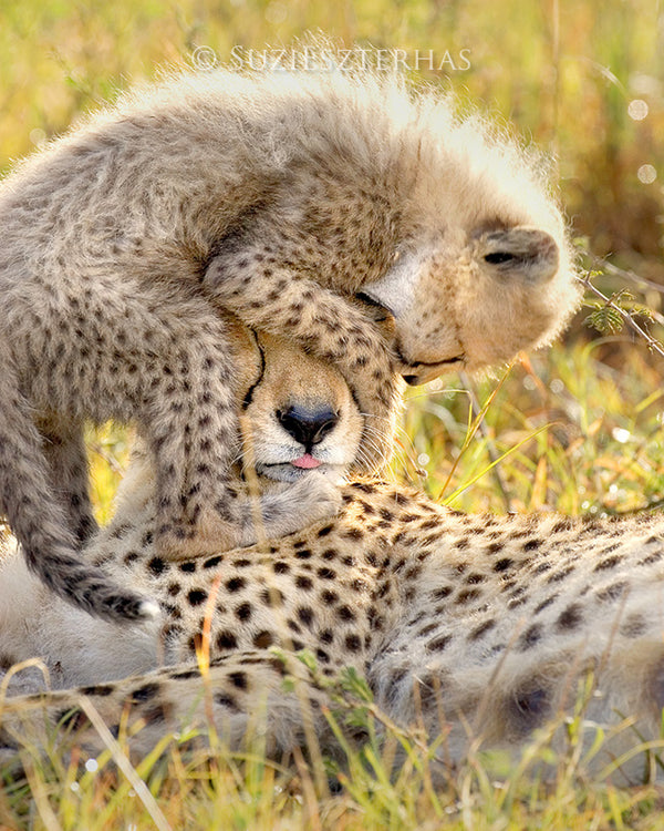 Download Safari Baby Animals Photo Set (Color) - Baby Animal Prints ...