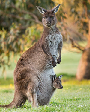 Cute Koala Sleeping Photo