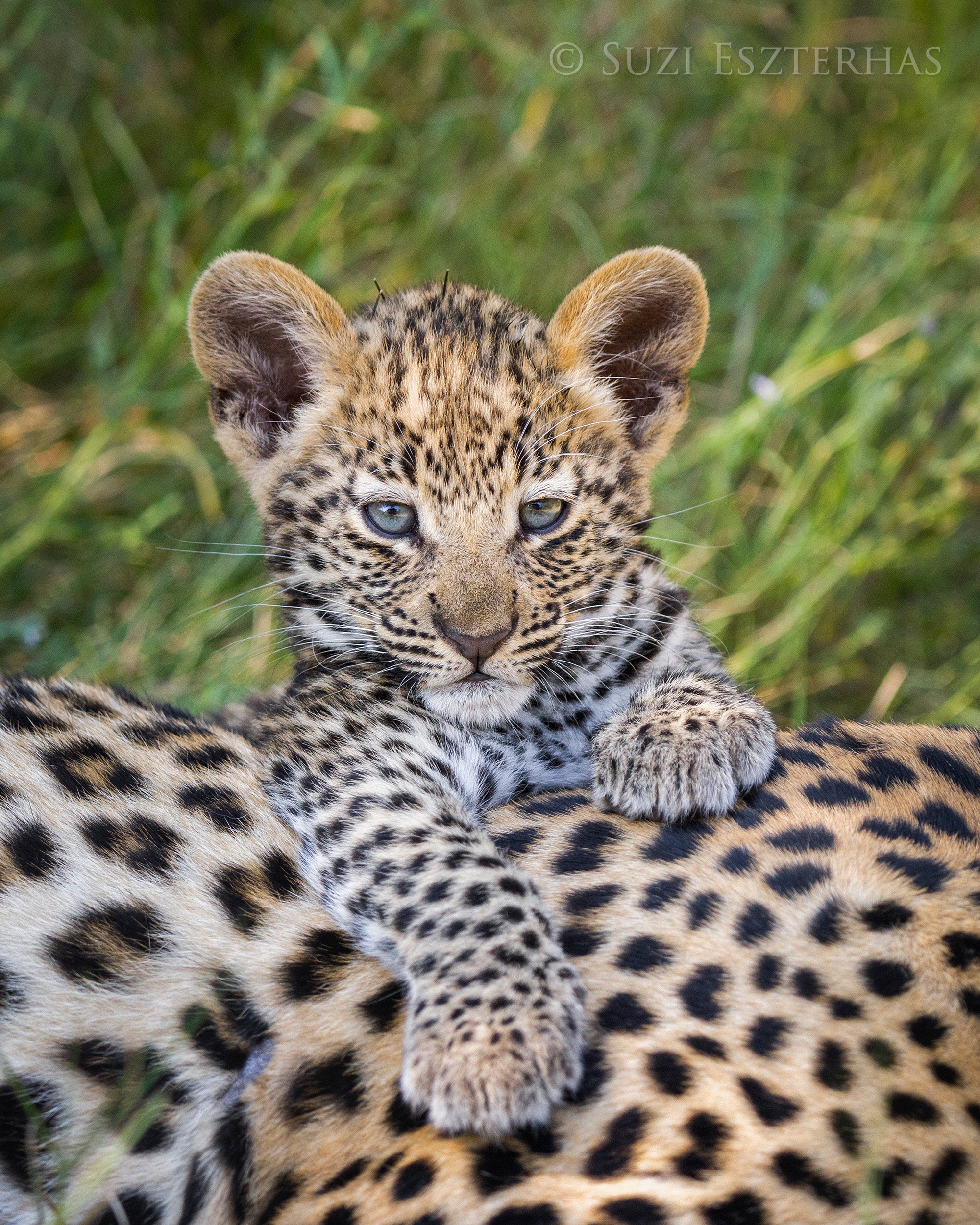 campus wassen Bewijs Cute Baby Leopard Photo – Baby Animal Prints by Suzi
