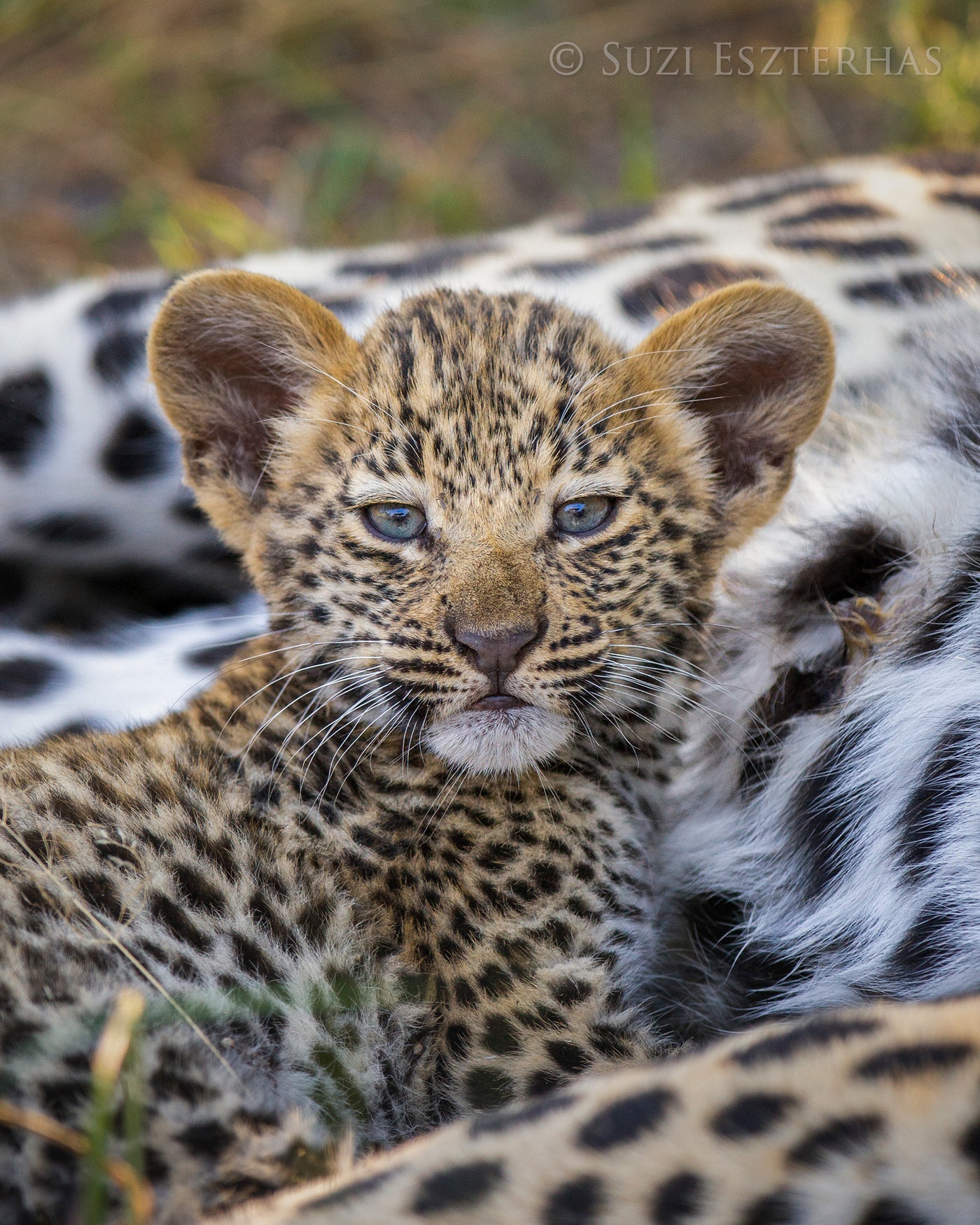 Sweet Baby Leopard Photo Baby Animal Prints By Suzi