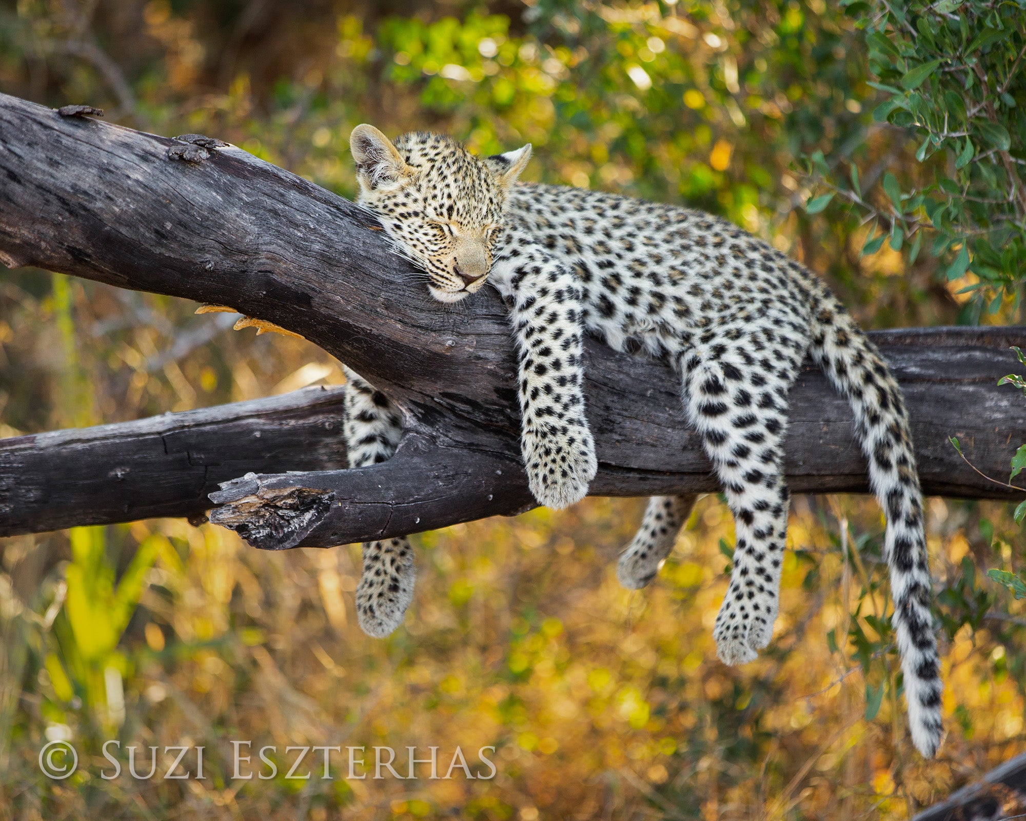 Aankondiging klem Grit Sleepy Baby Leopard Photo – Baby Animal Prints by Suzi