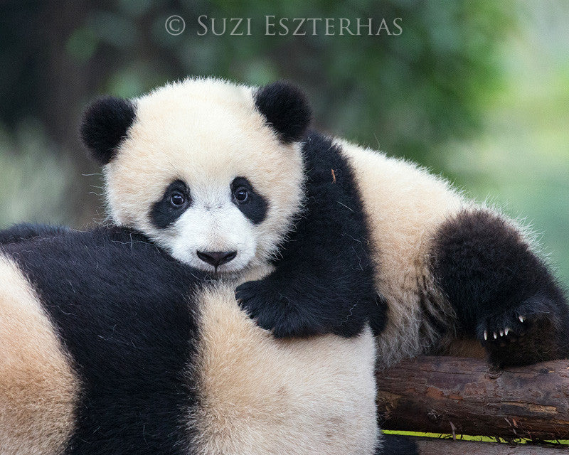 Snuggle Baby Panda Photo Baby Animal Prints By Suzi