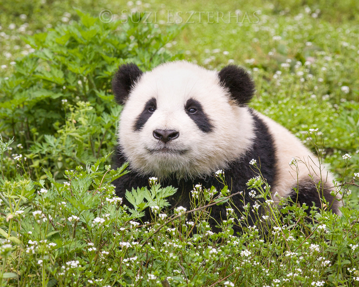 Cute Baby Panda Photo – Baby Animal Prints by Suzi