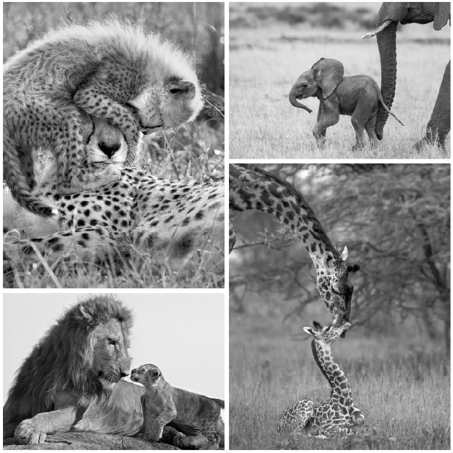 Safari_Baby_Animals_Print_Set_Black_and_White_2048x.png