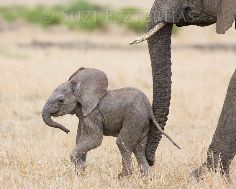 safari animal baby picture